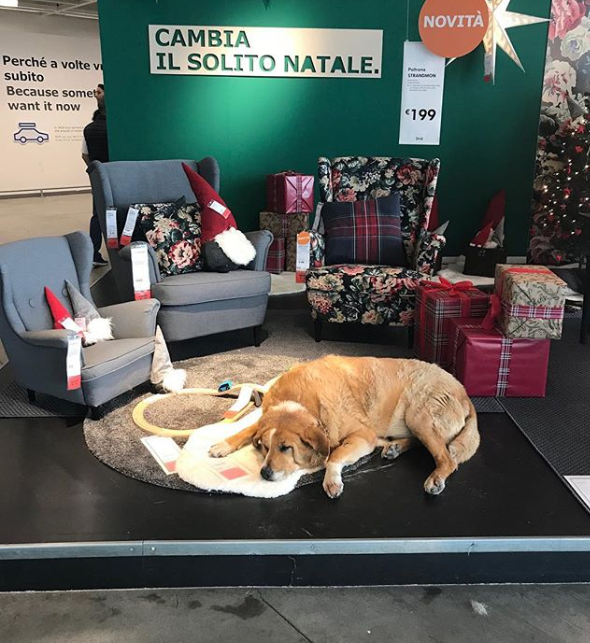 IKEA Lets Strays Sleep In Displays To Stay Warm And Their Pictures Are Heartwarming