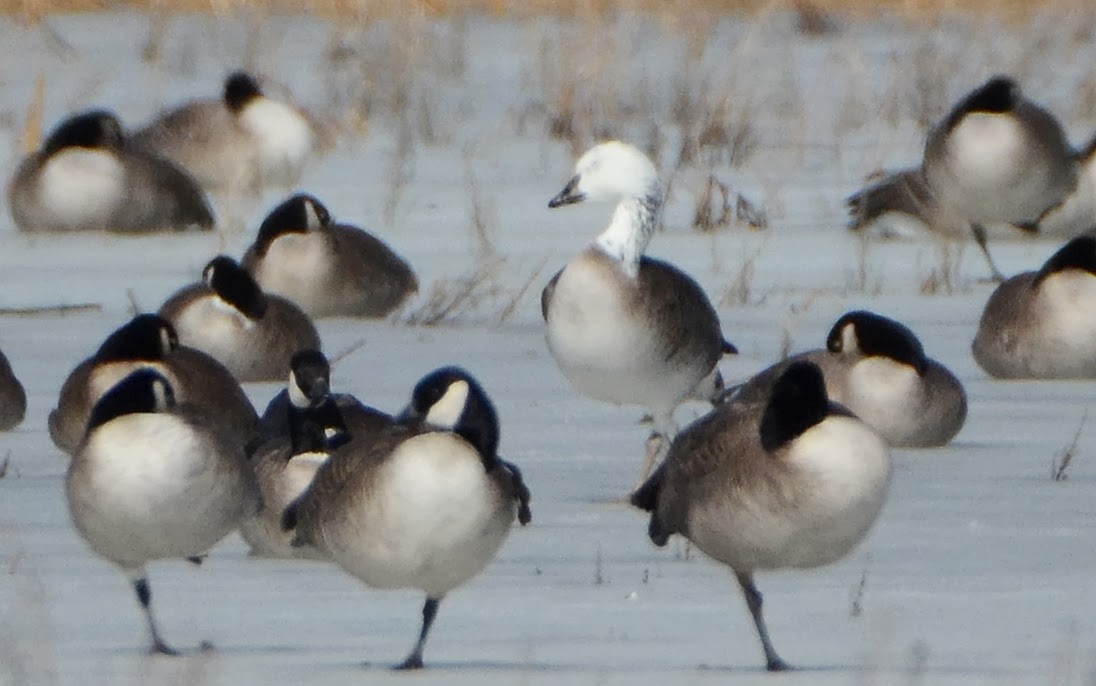 Bird Hybrids Snow Goose x Canada Goose