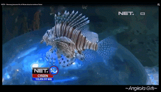 Dubai Aquarium animated - gif