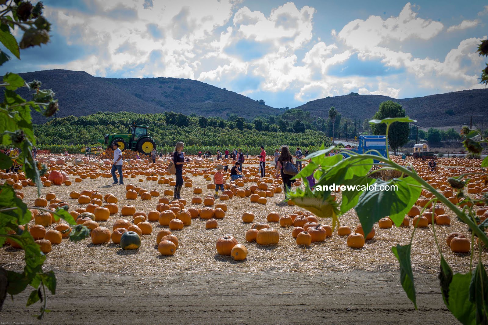 andrewcalof photography UNDERWOOD FARMS PUMPKIN PATCH