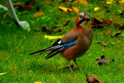 Garten, Natur, Insekten, Nützlinge Garten, Natur, Insekten, Nützlinge, natur, pryfed, organebau llesol, Garden, thiên nhiên, côn trùng, sinh vật có lợi, Tuin, natuur, insekte, voordelige