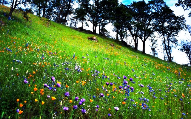 Pictures Of Beautiful Spring Flowers Pictures Of Beautiful Spring Flowers
