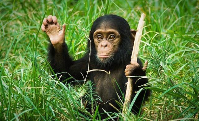 A baby chimpanzee waving his hand, funny animals, cute baby chimpanzee, cute baby animal pictures