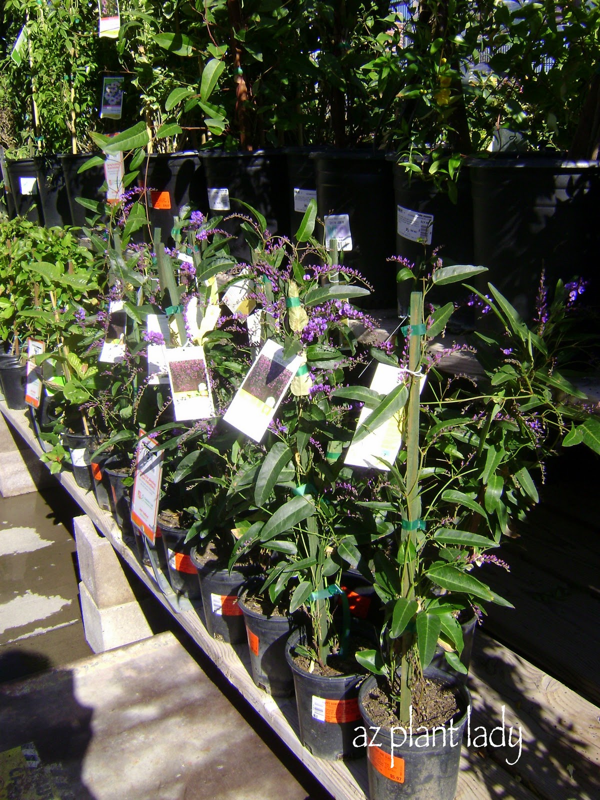Nifty Nemesia Rotary Botanical Gardens