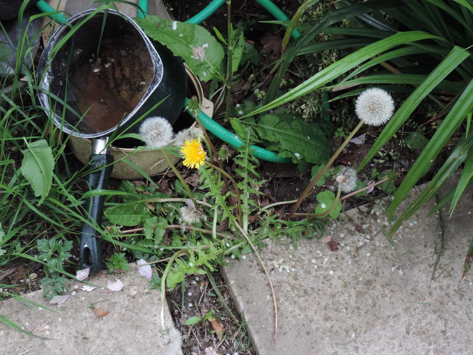Winter Gardening The Daily Hoe