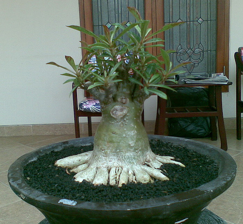 Cara Membentuk Akar Bonsai Adenium Seperti Cakar Elang 