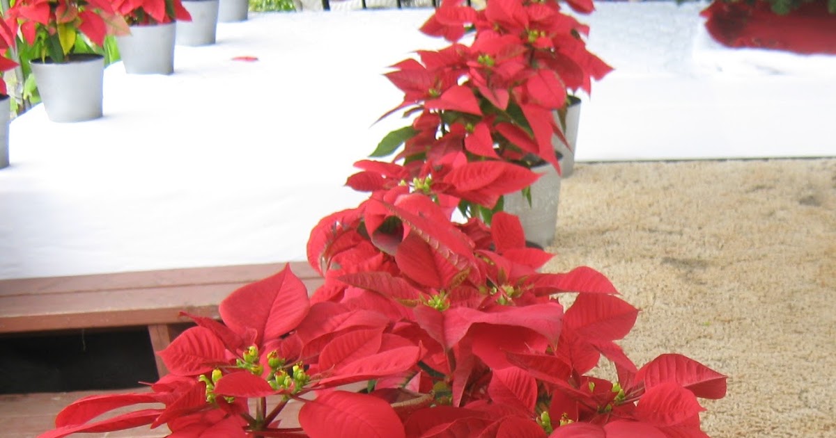 Garden Guy Hawaii Poinsettias
