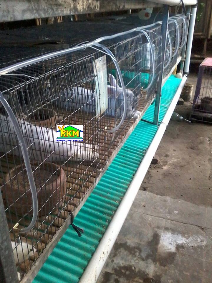 Cara Membuat Tempat Minum Kelinci Otomatis Sederet Tempat