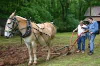 mule plow