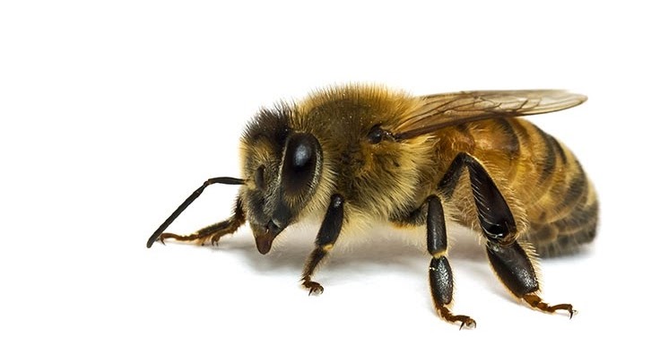 CORONA APICULTORES: LAS ABEJAS OBRERAS