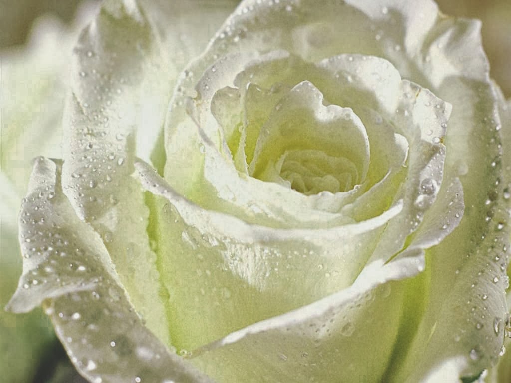 Kumpulan Gambar Bunga Mawar Putih yang Cantik Indah Blog 