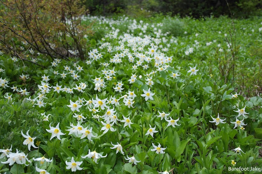 avalanche lilies 