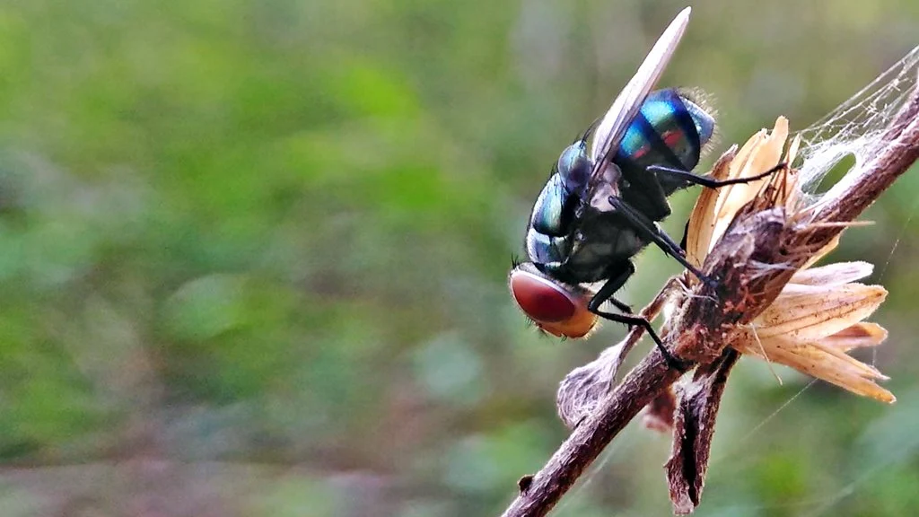 Foto Makro Serangga Lalat Pakai Lensa Bongkar