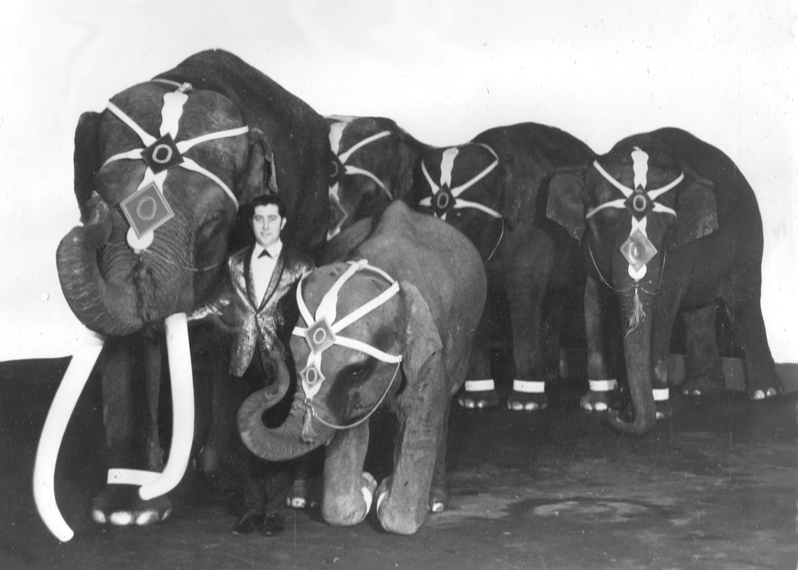 Buckles Blog 7 Elephant Acts