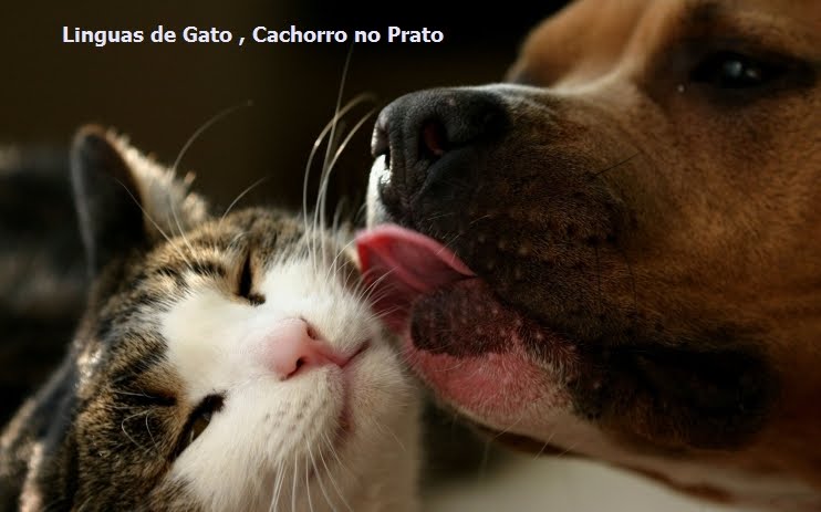 Línguas de Gato Cachorro no Prato!