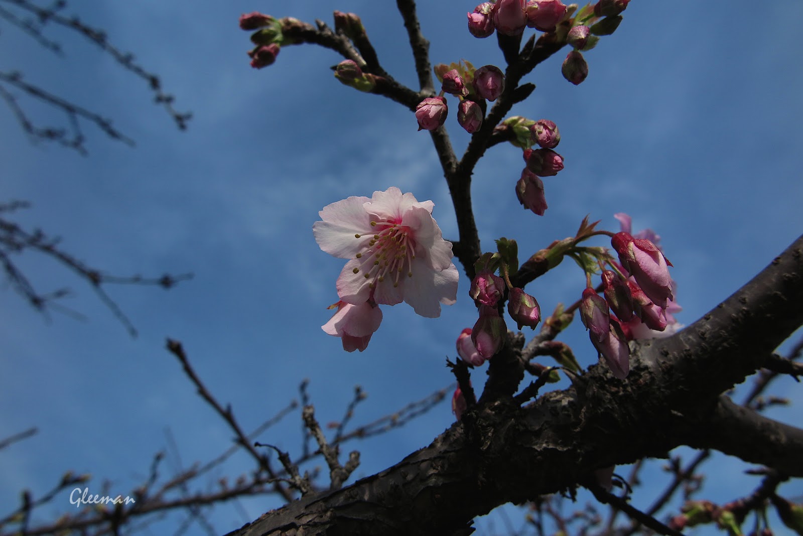 雞南山腳的櫻花陸續綻放，春天真的來了。