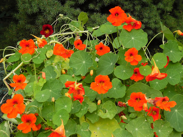 tropaeolum maius