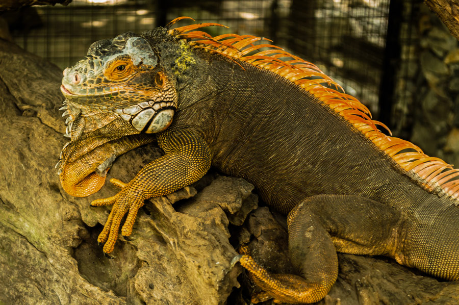 Iguana Lizard