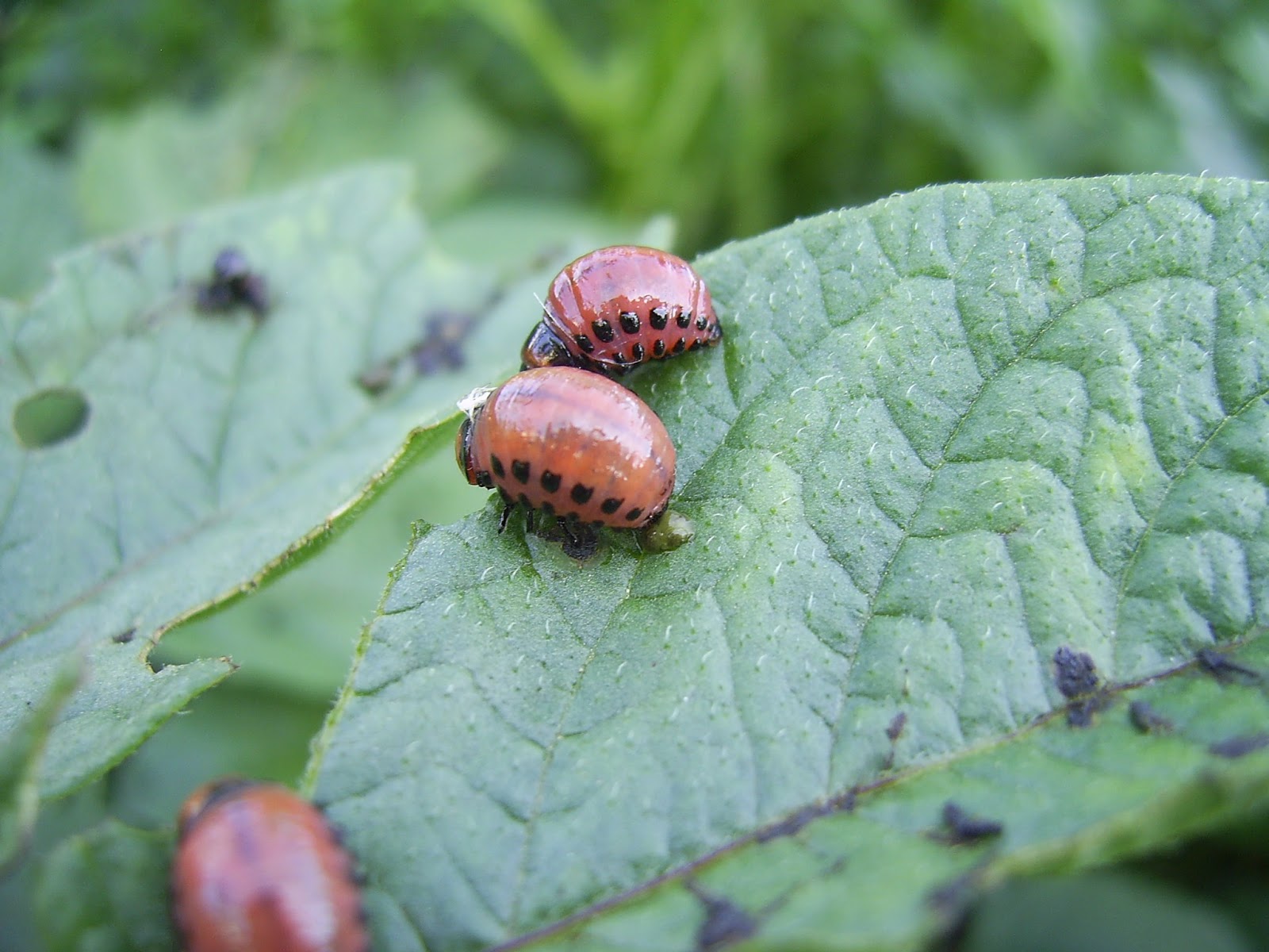 escaravelho da batata larva