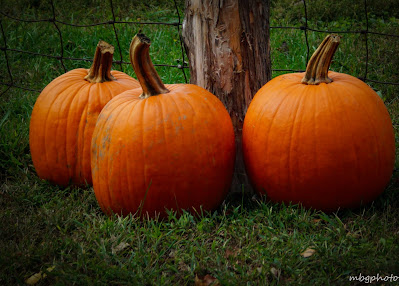 pumpkins photo by mbgphoto