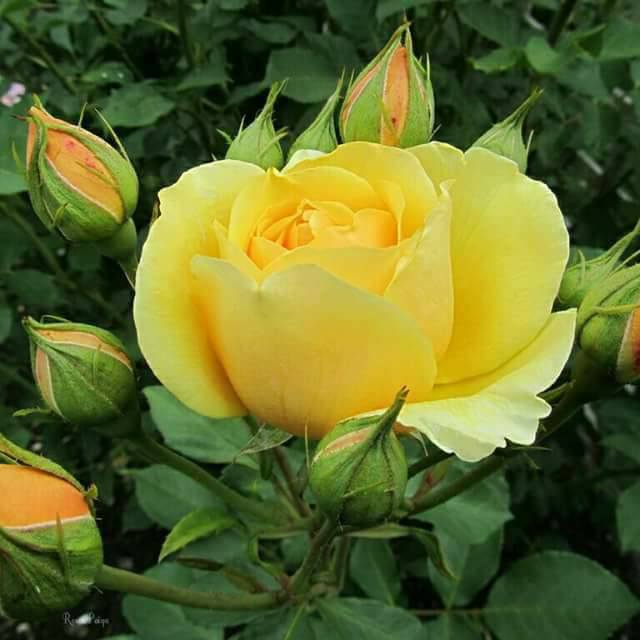 The Holy Quest Sri Aurobindo and Mother of Pondicherry A Spiritual