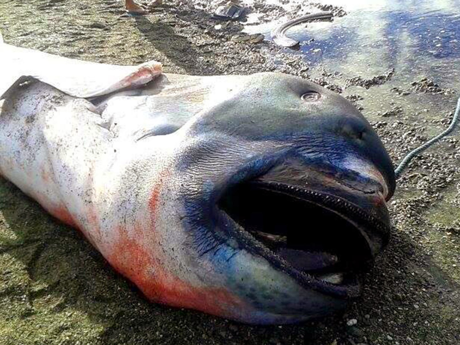 15-foot megamouth shark washed up on a Philippines beach was found dead