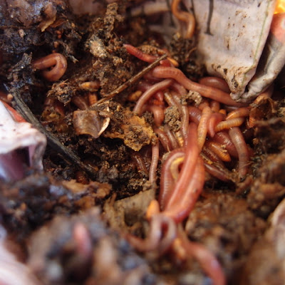 eight acres: book review - Organic Farming with Worms