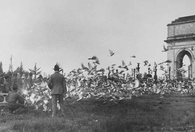 Original caption: Carrier pigeons are being trained for service with the armies abroad and here. A pigeon section of the Signal Corps has been established under the command of Major Griffith, and a flight was held in May of 1918, from Washington to New York. A flock of 3,500 birds made the trip.