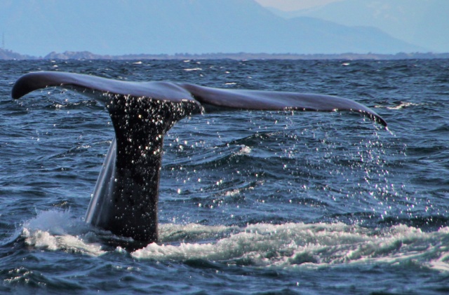 Ballenas cachalotes en Andenes Noruega