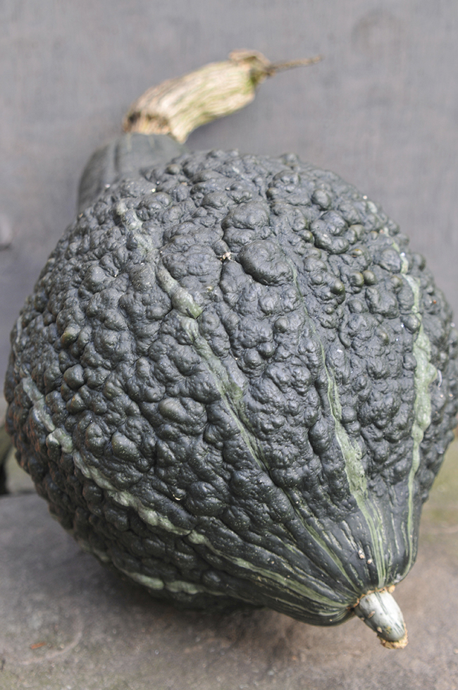 Pie Wars - Pumpkin or Squash? Pie Wars - Pumpkin or Squash?