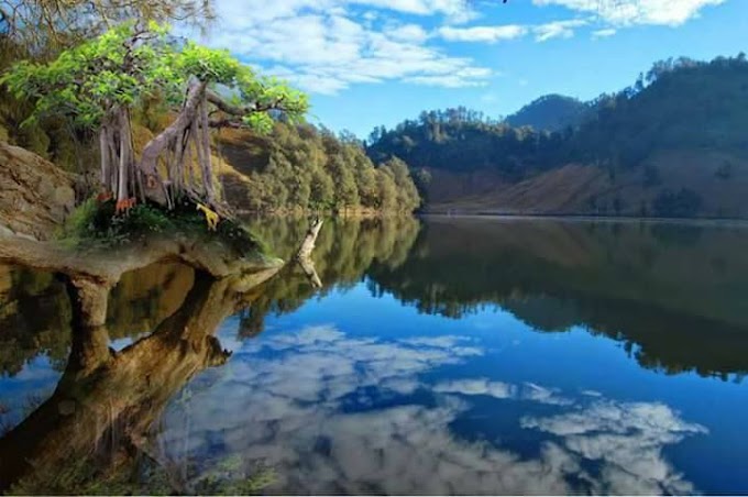 BONSAI TANAMAN HIAS YANG MEMIKAT HATI