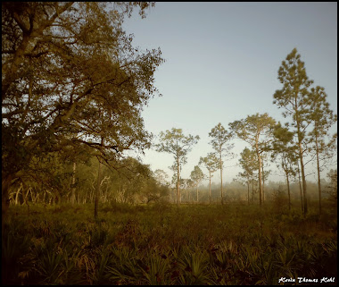 Early morning in the swamps.