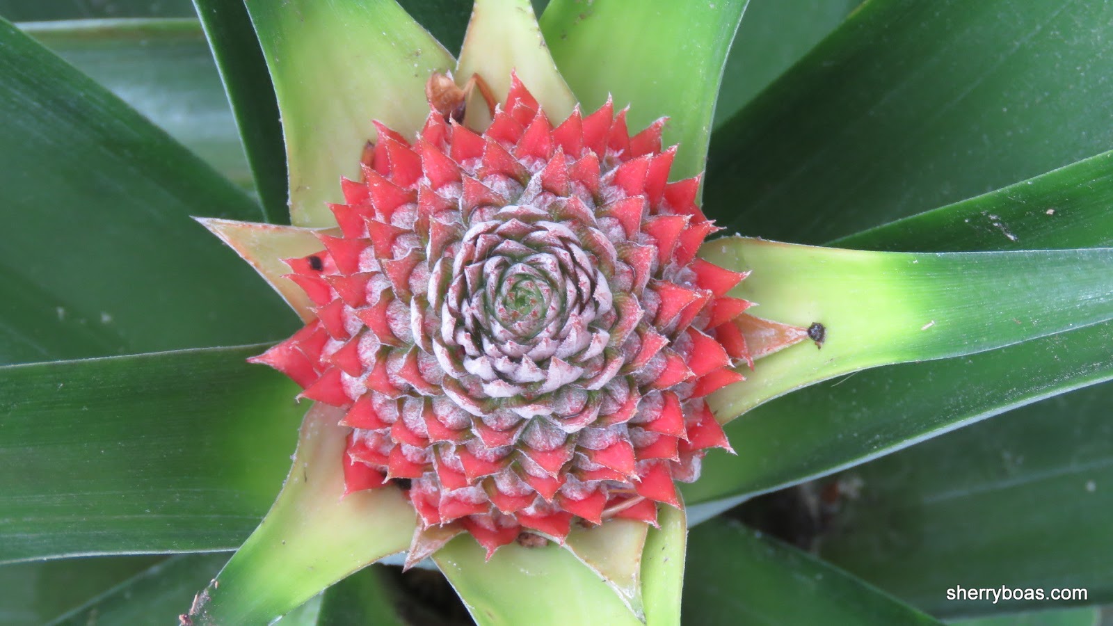 Simply Living Pineapples easy to grow, yummy to eat