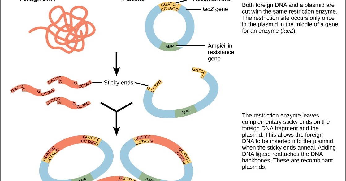 Revisión sobre clonación y transformación