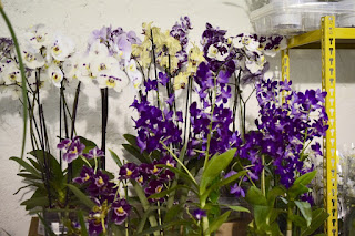 , Mostre primaverili: Horti di Veio e Monteporzio catone 2017, diarid'orchidee