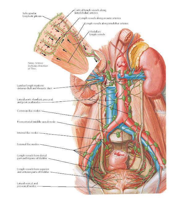 Lymph Vessels and Nodes of Kidneys and Urinary Bladder Anatomy