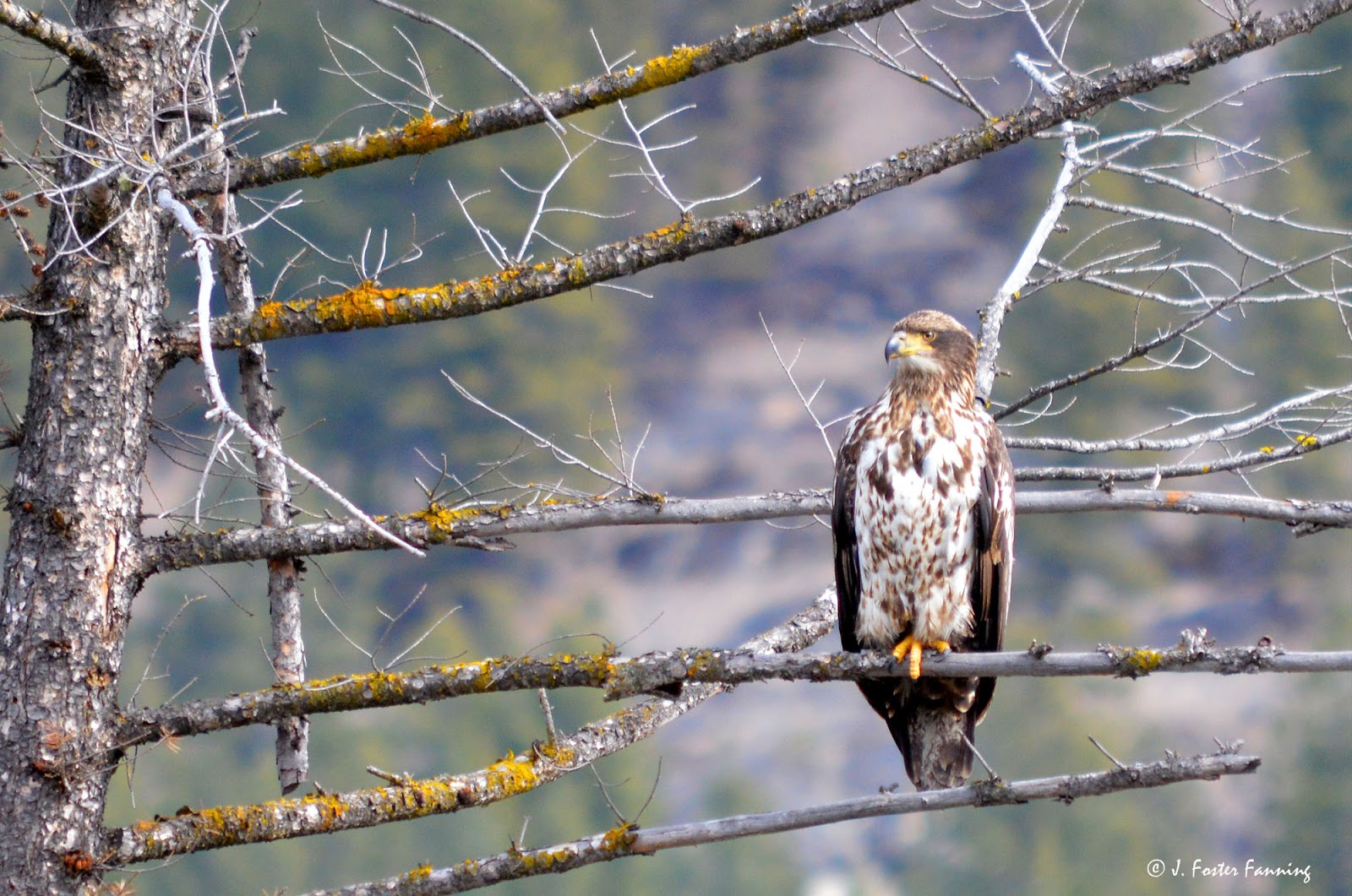 Ferry County, Washington State, U.S.A. Bald Eagles of Ferry County