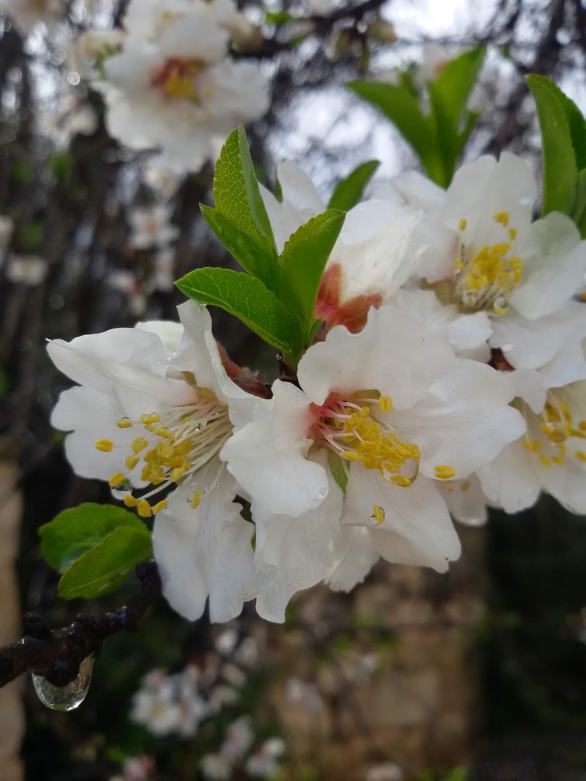 Monkton Elm News Events And Tips Blog Plant Of The Month April