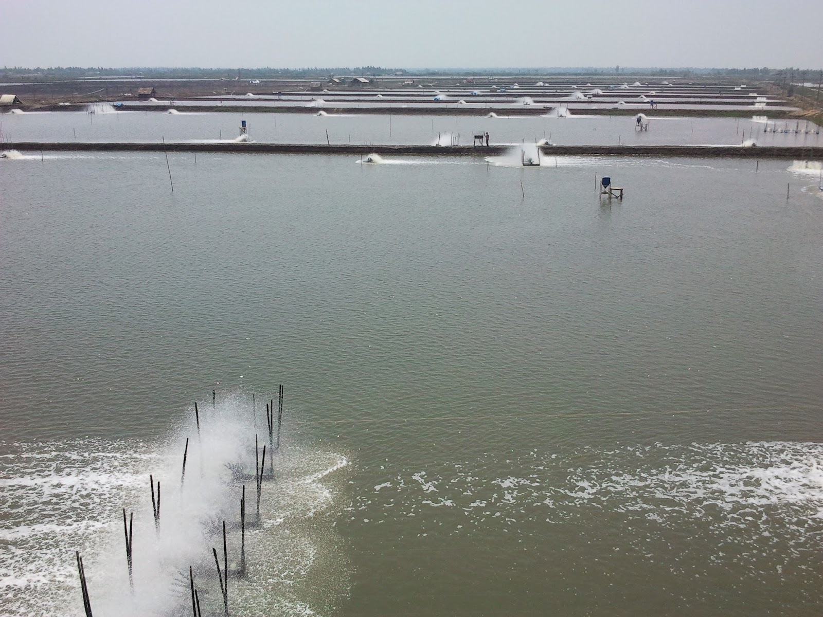 Pond Preparation and Management