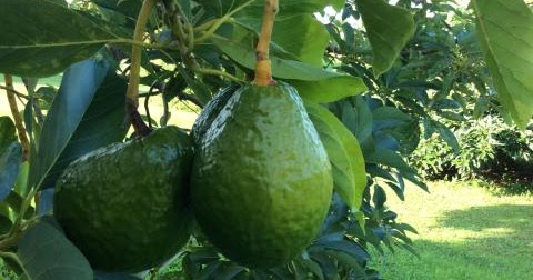 Segera Bersihkan Usus Yang Kotor Dengan 7 Buah Buahan Ini Arbamedia Com Segera Bersihkan Usus Yang Kotor Dengan 7 Buah Buahan Ini Arbamedia Com