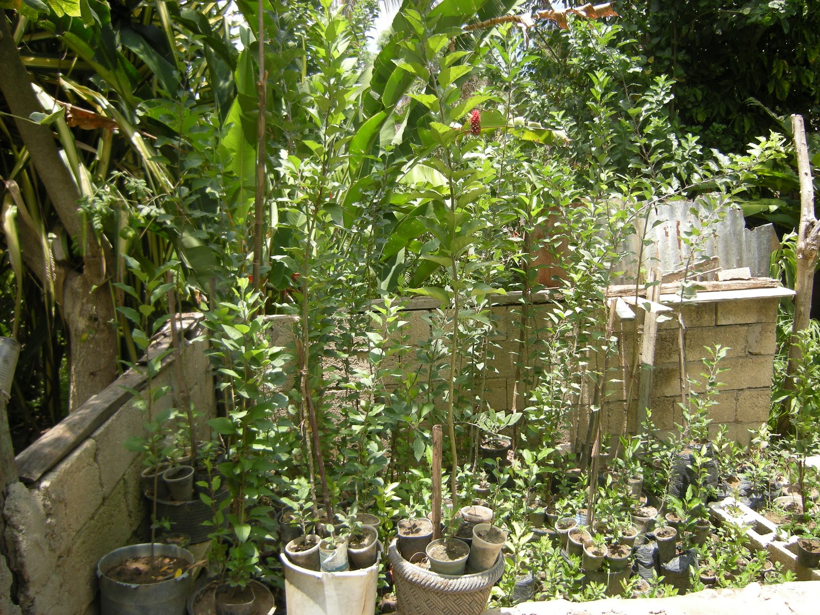 Growing apples in Jamaica