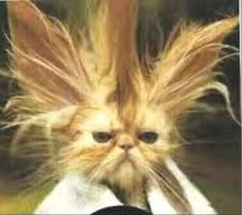 funny%2Bcat9.jpg