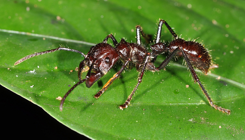 Blog Fuad Informasi Dikongsi Bersama 10 Most Terrifying Bugs In The