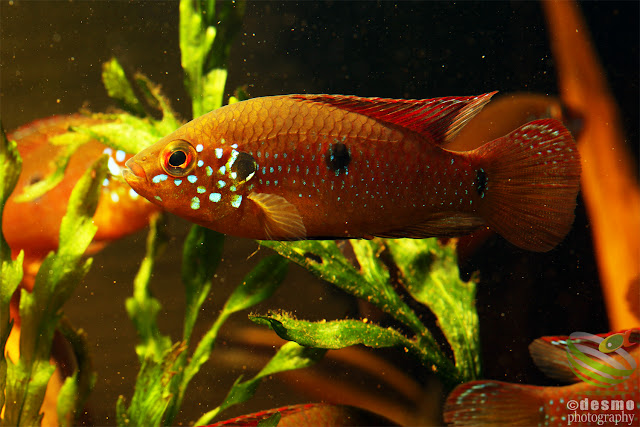 F1, Hemichromis lifalili