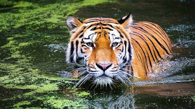 Tiga Orang Penebang Dikabarkan Dikejar Harimau Di Hutan Kawasan PLTA Asam Pulau