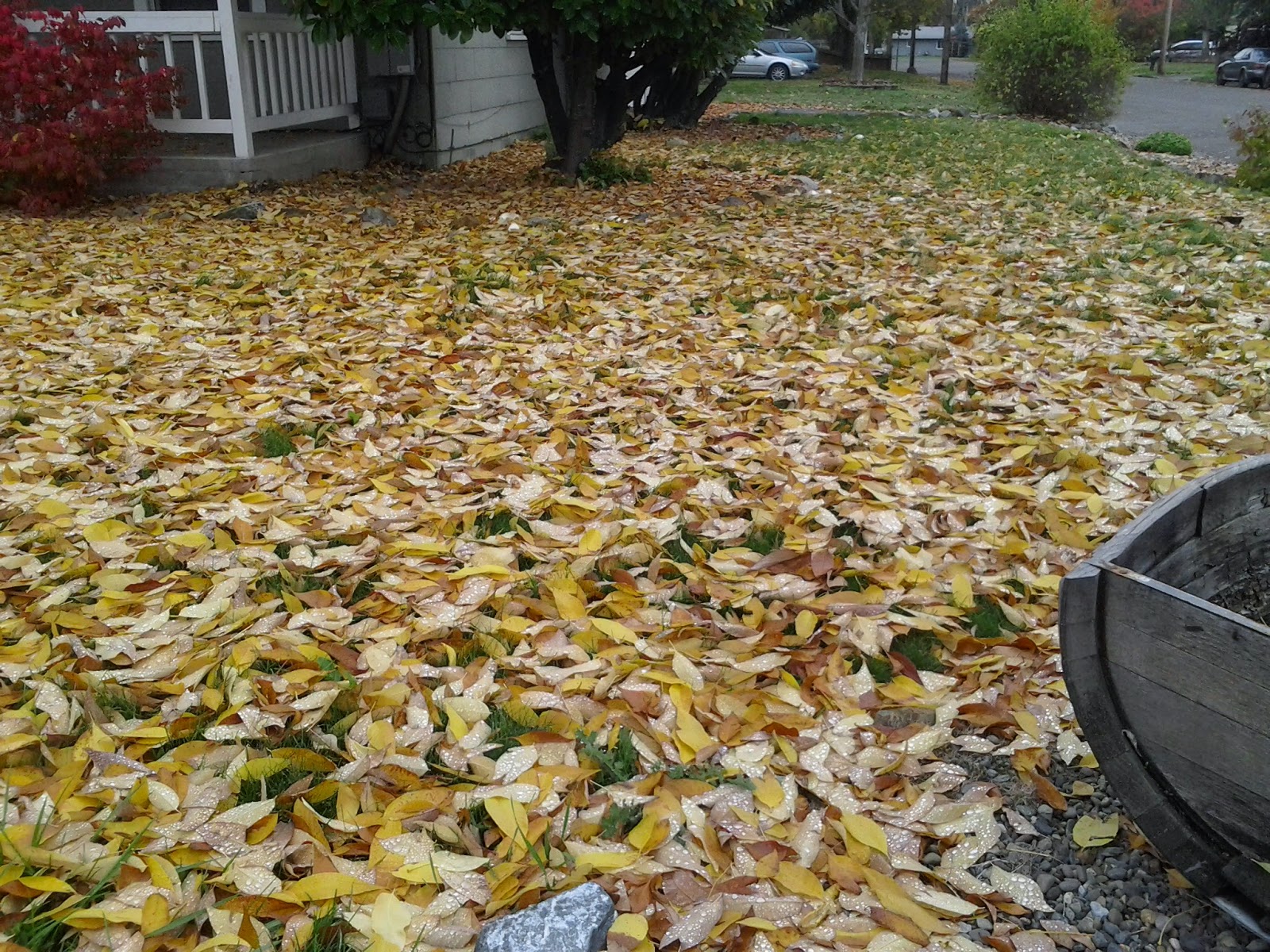 best way to get leaves out of your yard