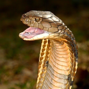 sperm King cobra