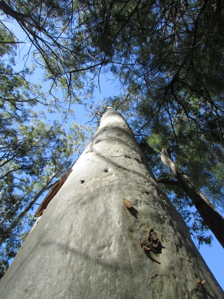 Robbiebago Adventures Free camping at Bodalla State Forest