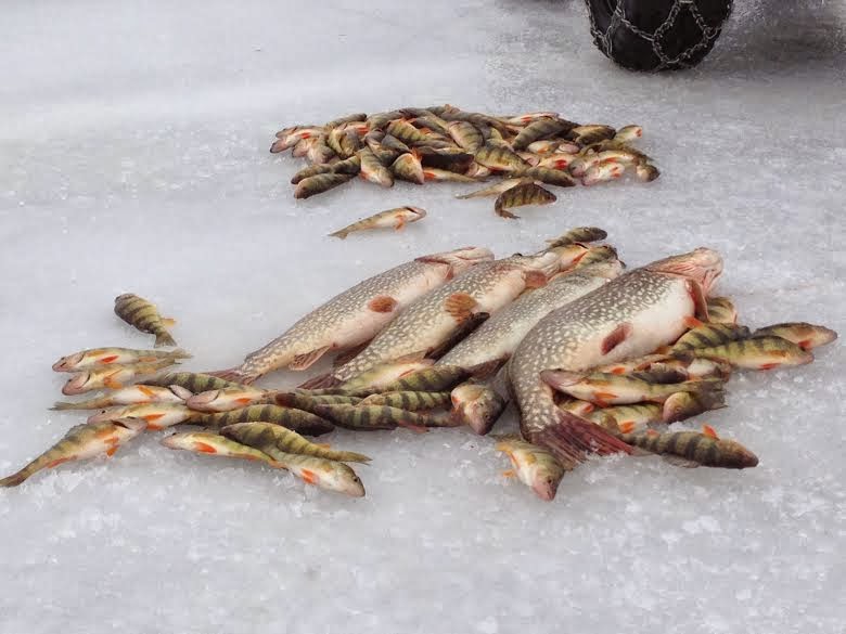 Lake Champlain Trout Scout Charters