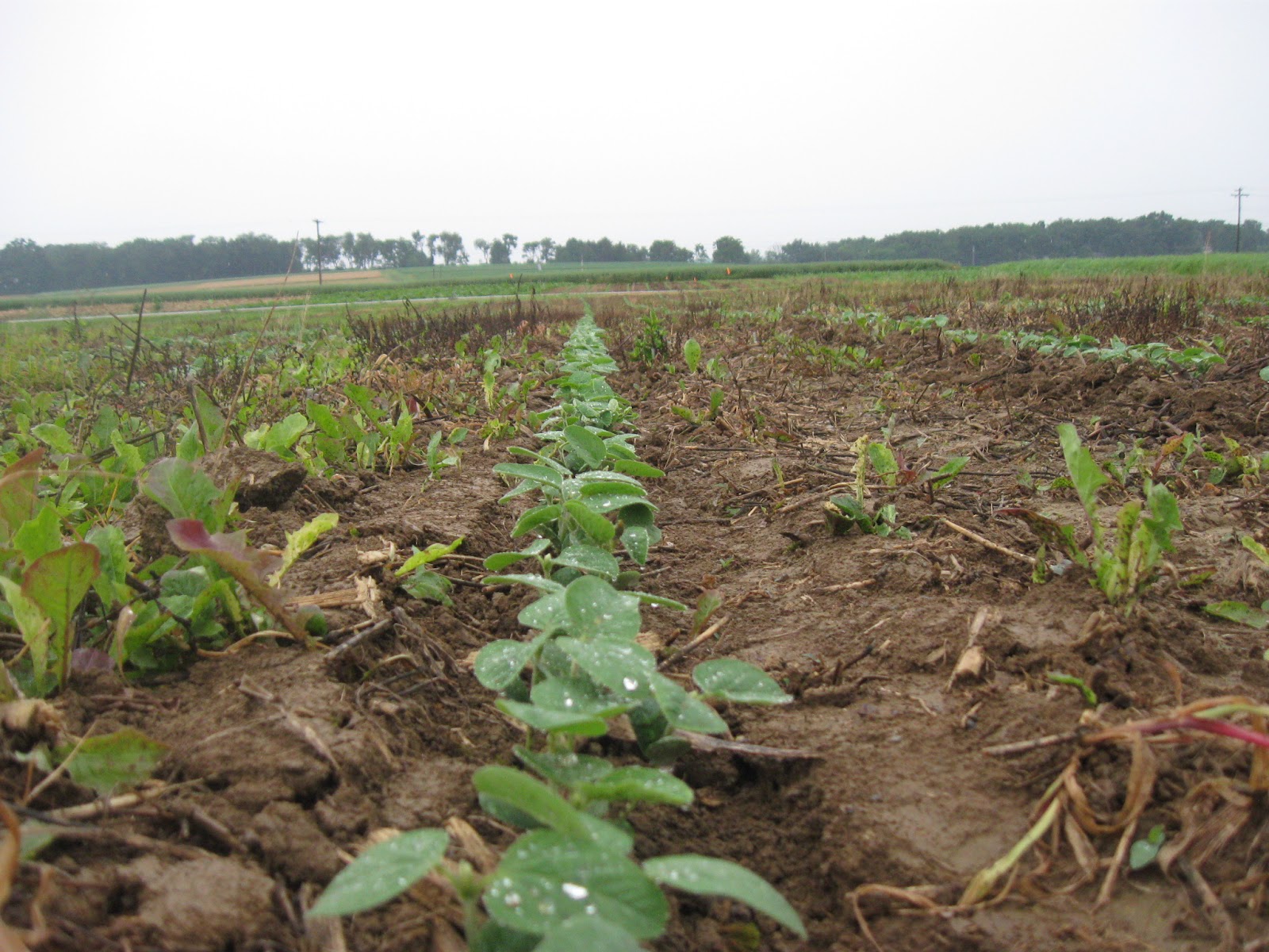 soybean replant guide To replant or not to replant a soybean field.
